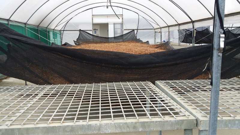 Seed Processing: Post-harvest Drying, Seed Extraction and Cleaning  